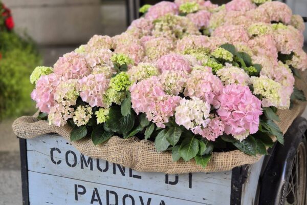 684229924_1617945183672393_4416755406311151087_n